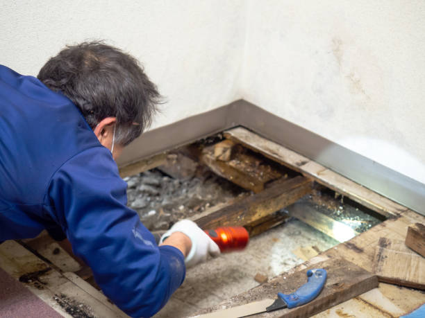 Best Toxic Mold Removal  in Canby, OR