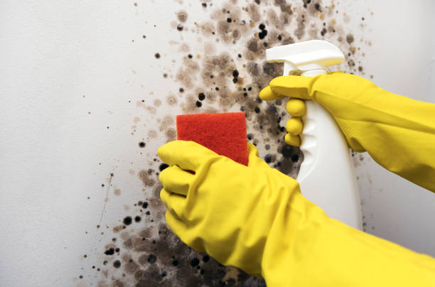 Best Mold Cleaning Services  in Canby, OR